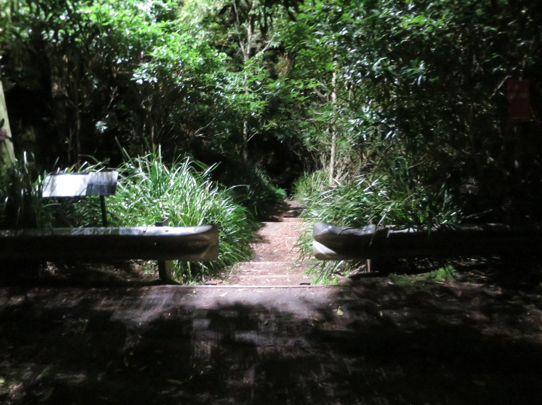 Sutton Forest旅游景点-Glow Worm Glen