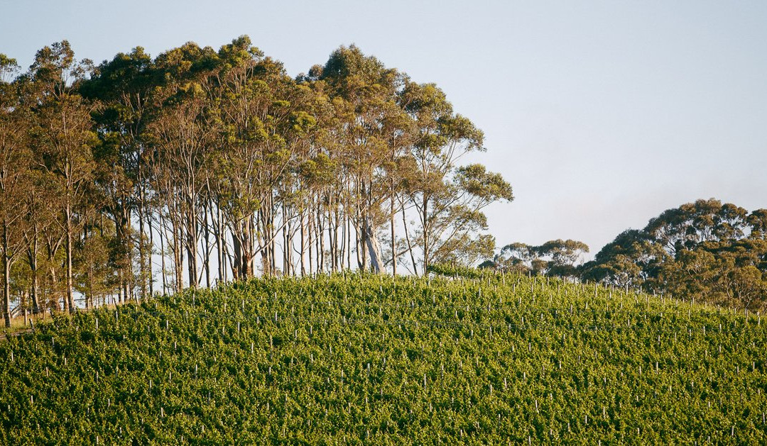 Karrawatta Wines & Cellar Door景点图片