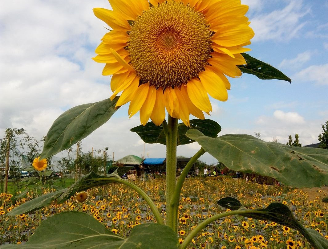 Girasoles Farm Candelaria-Candelaria必去景点