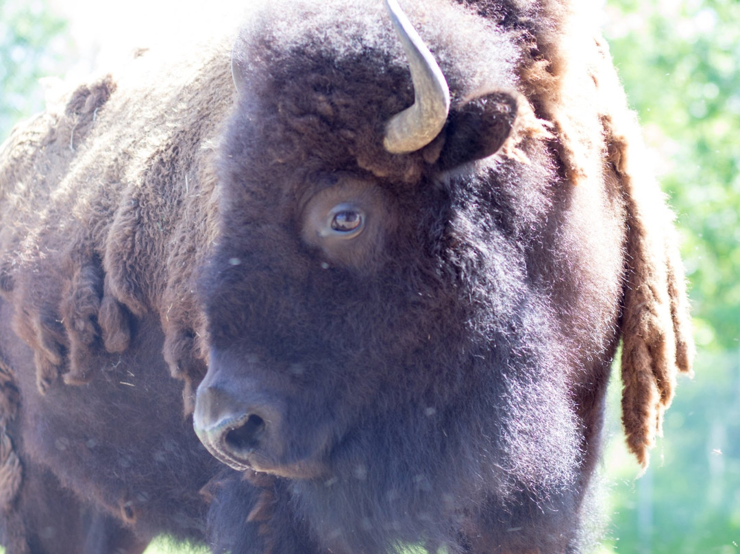 Pine Grove Zoo-Little Falls必去景点