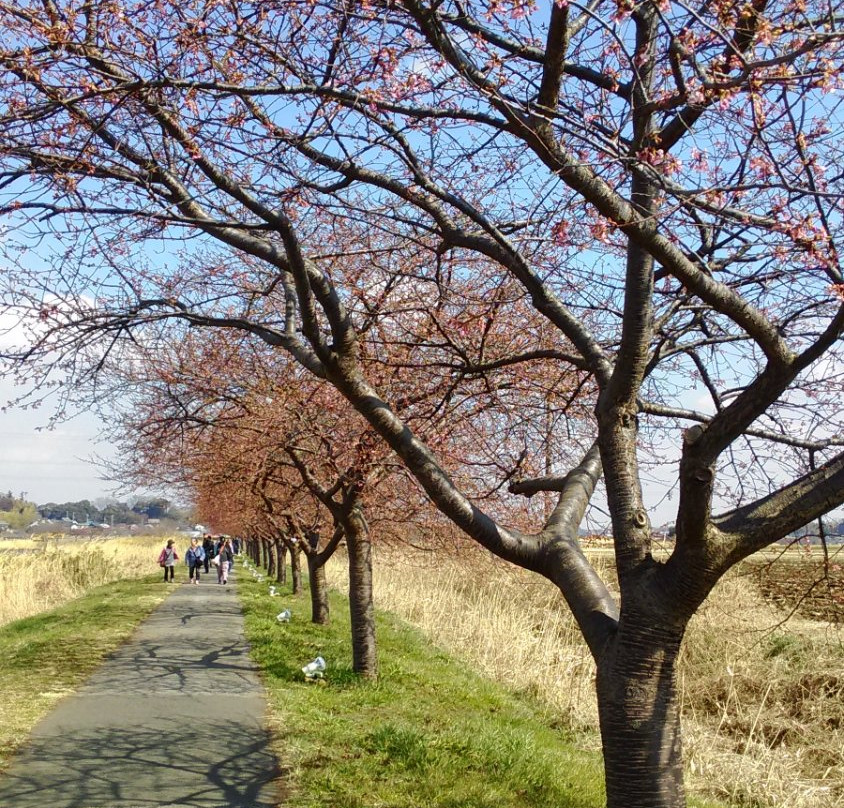 Shinkawa Senbonsakura景点图片