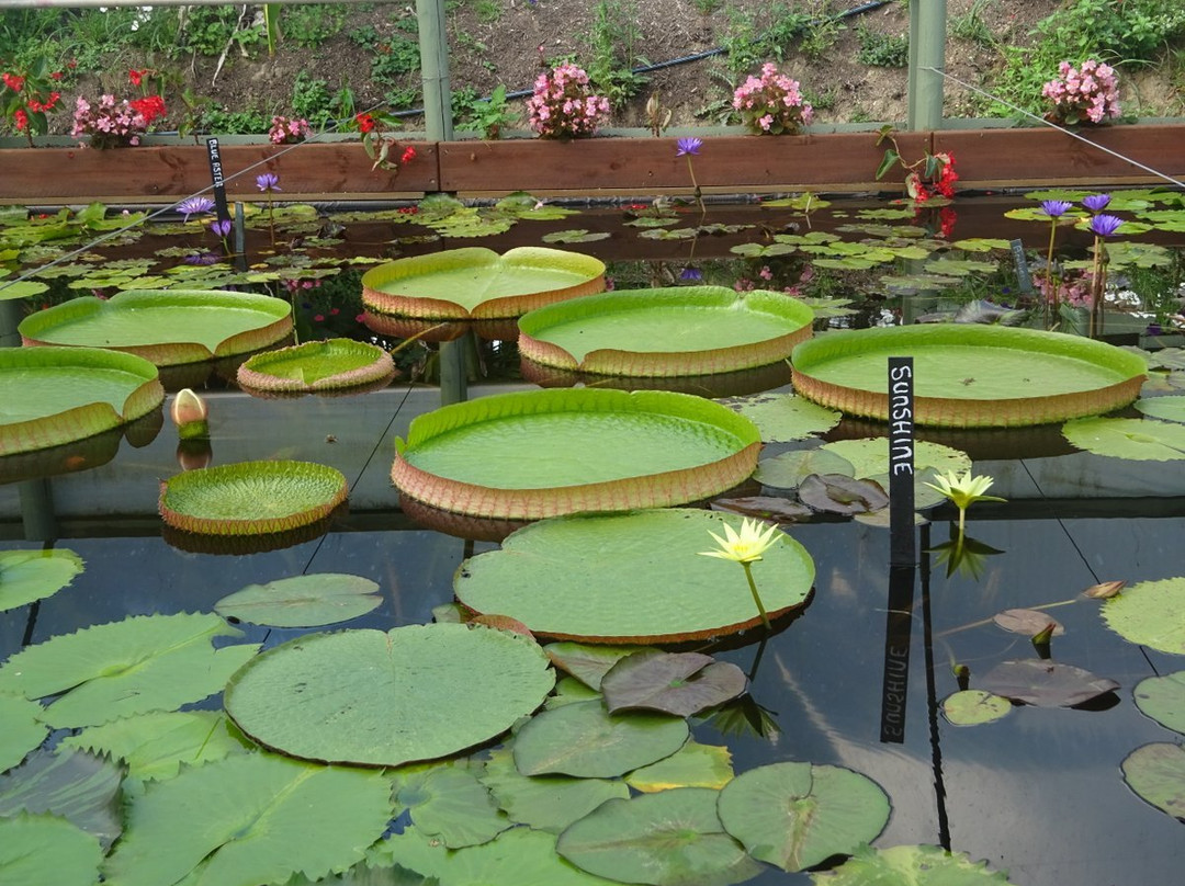 Blue Lotus Water Garden景点图片