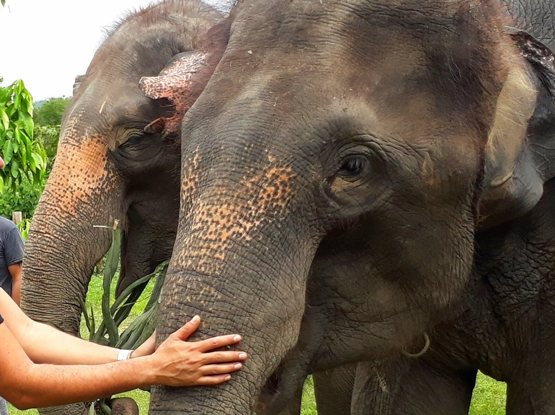 Sawadi Saiyok Jungle Adventure-柿约必去景点