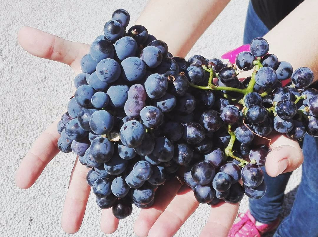 Chania Wine Tours-干尼亚必去景点