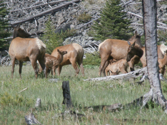 Yellowstone Western Tours-西黄石镇必去景点