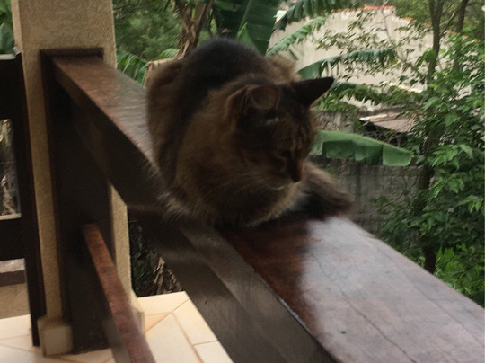 Canto da Montanha主图