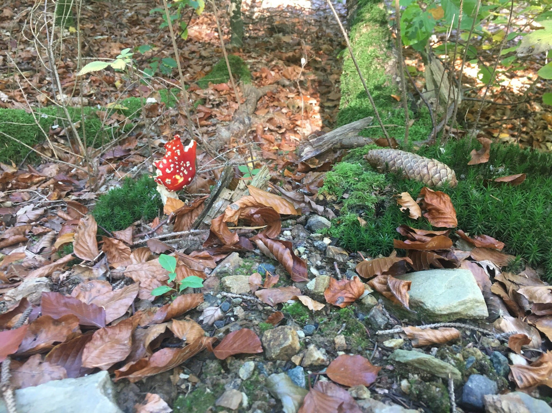 Celtic Trail at the Heidetränk Oppidum-Oberursel (Taunus)必去景点
