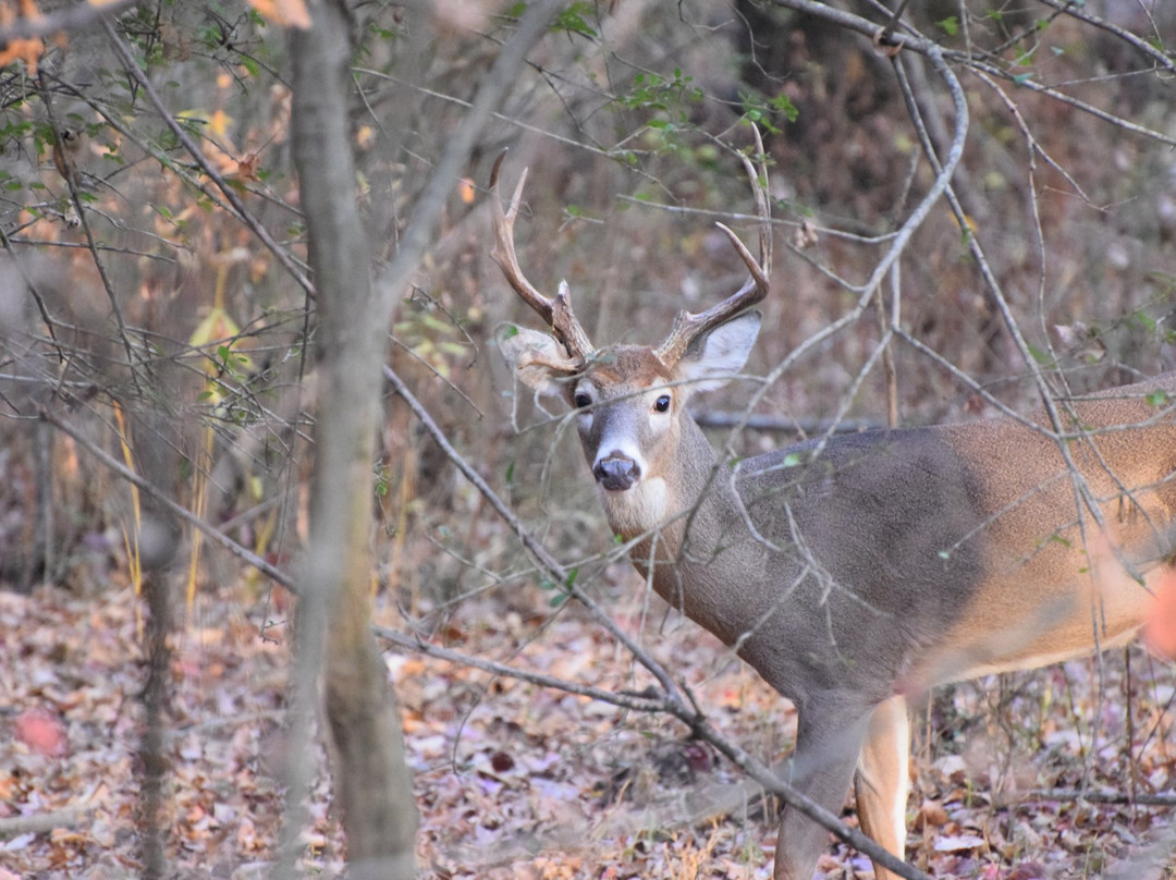 Big Creek Greenway-阿尔法利塔必去景点