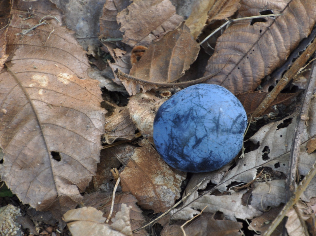 Rainforest Heart tropical Bushfood Orchard-Millaa Millaa必去景点