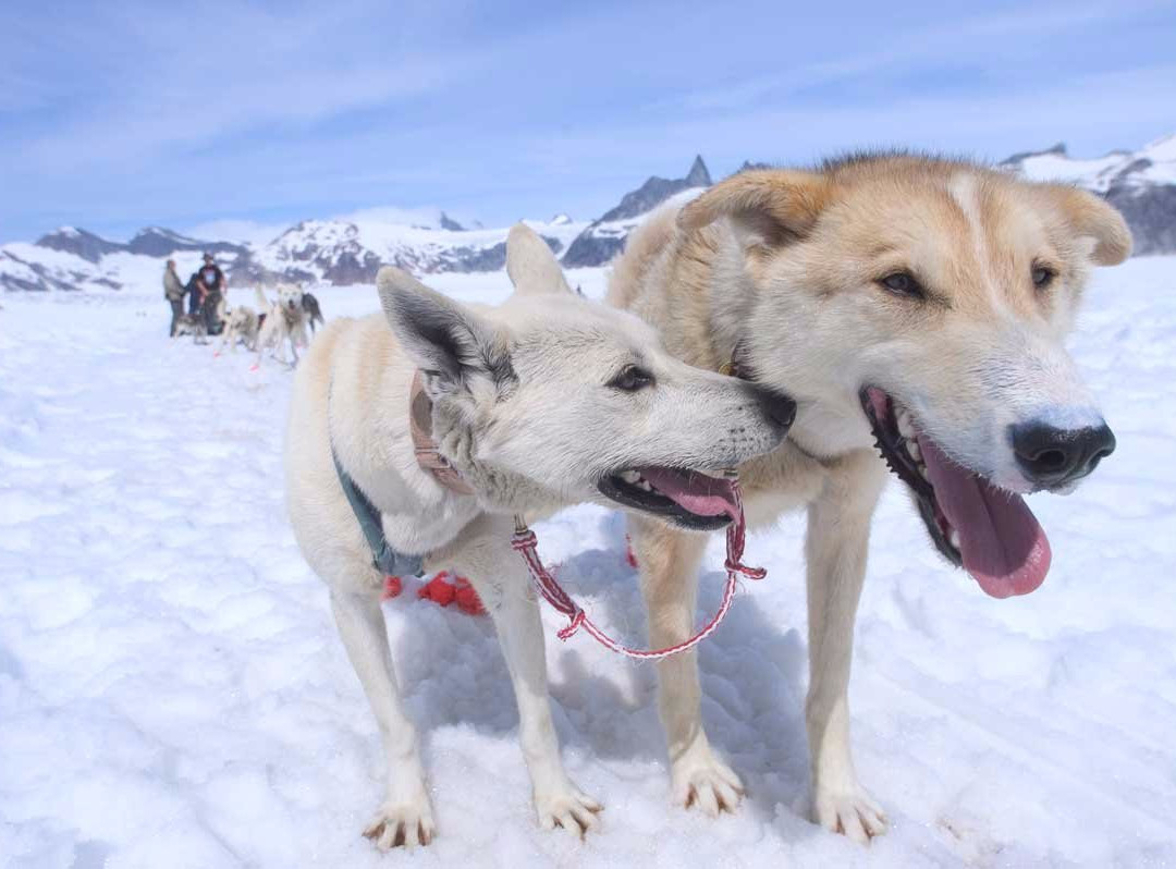 Adventure Alaska Tours景点图片