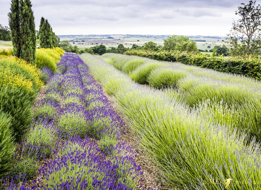 Yorkshire Lavender景点图片