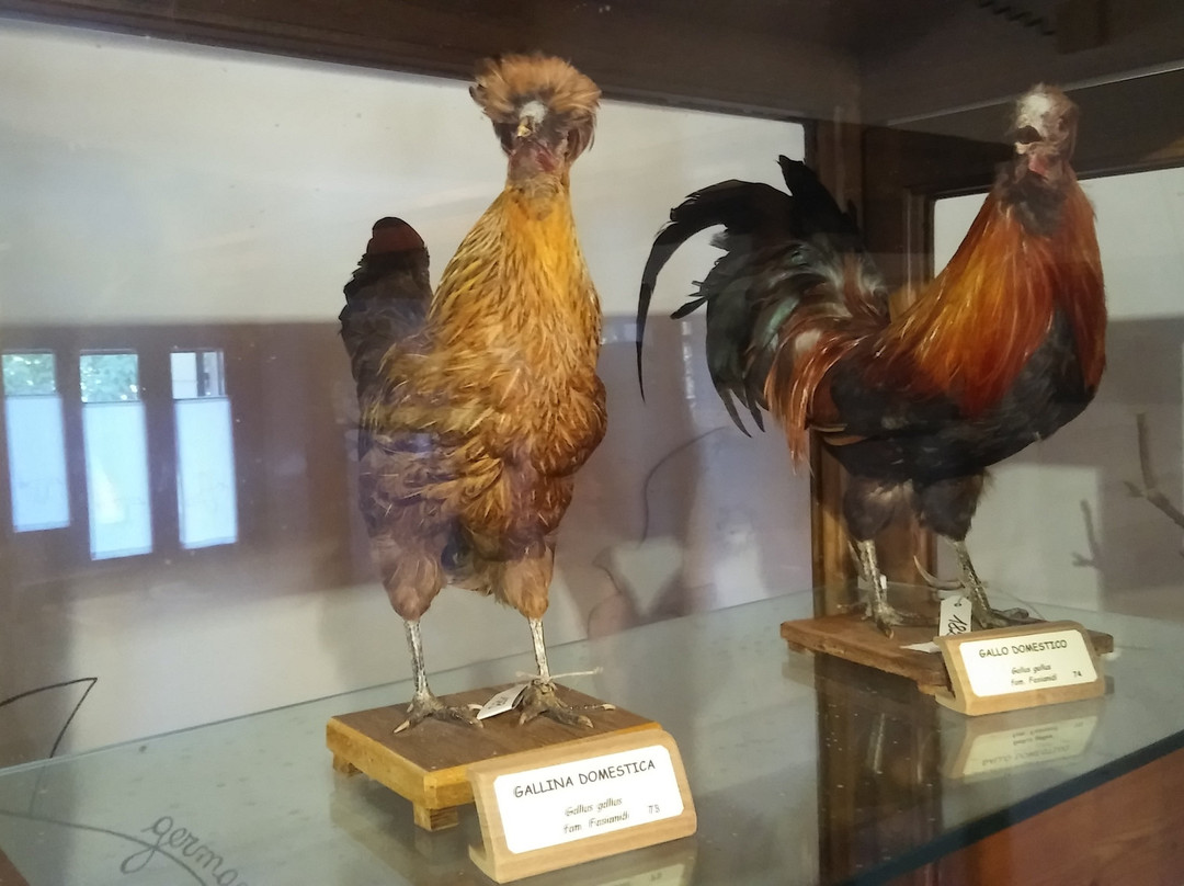 Museo della Corte-Porto Viro必去景点