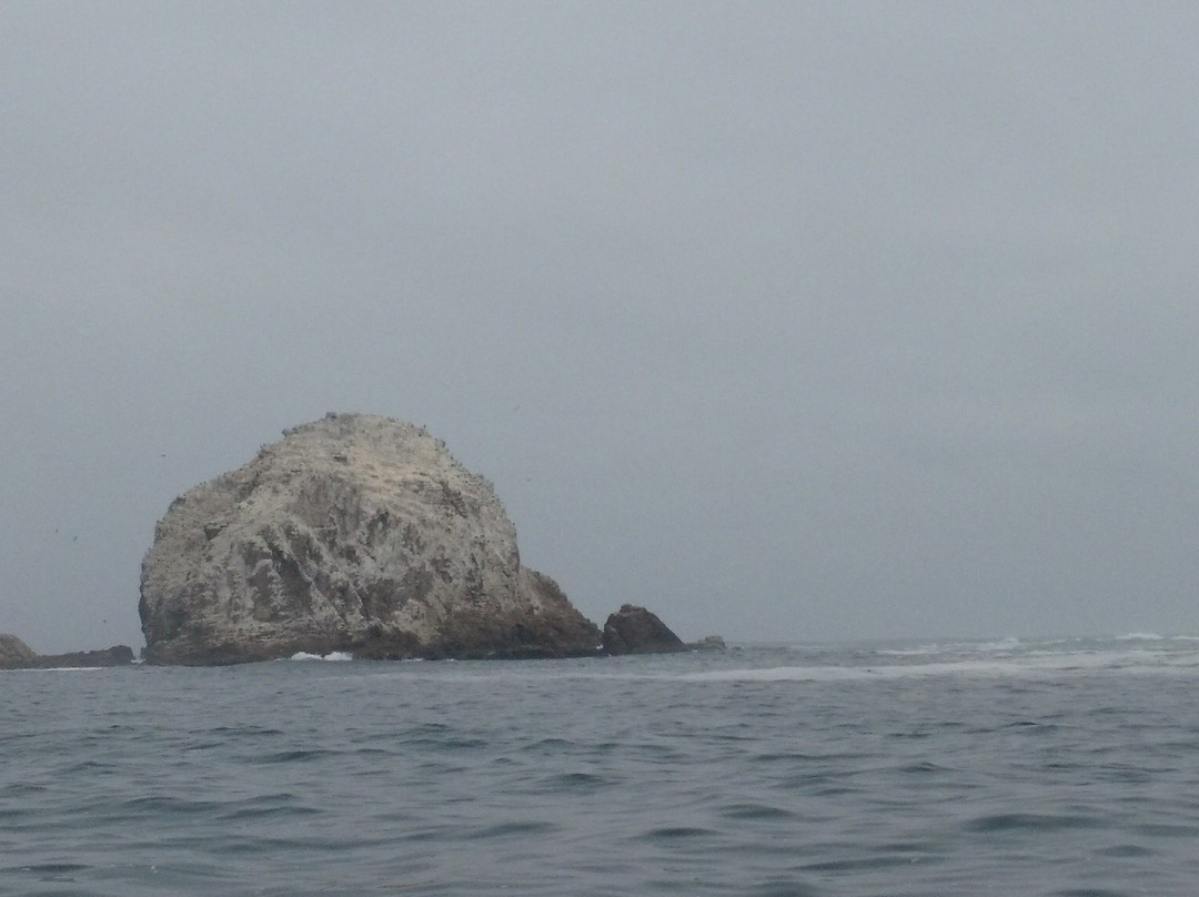 Penguin Island景点图片