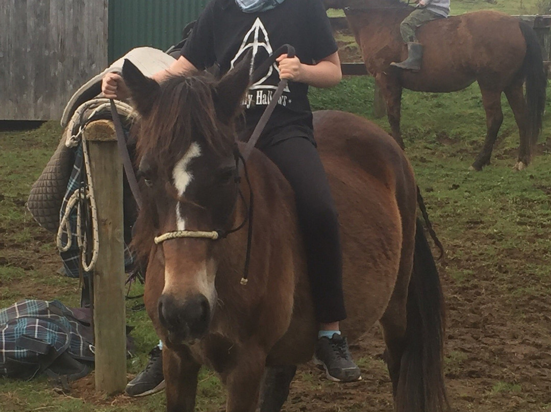 Horses @Pukatea Hill景点图片