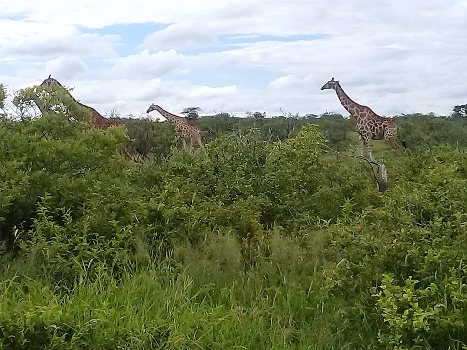 Oshikoto Tourist Transfer cc-楚梅布必去景点
