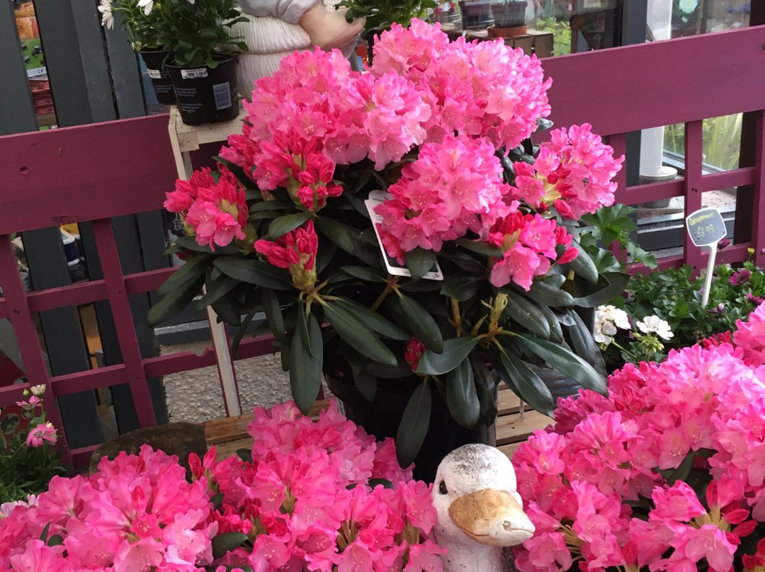 Ardardan Farm Shop, Garden Nursery, and Tearoom景点图片