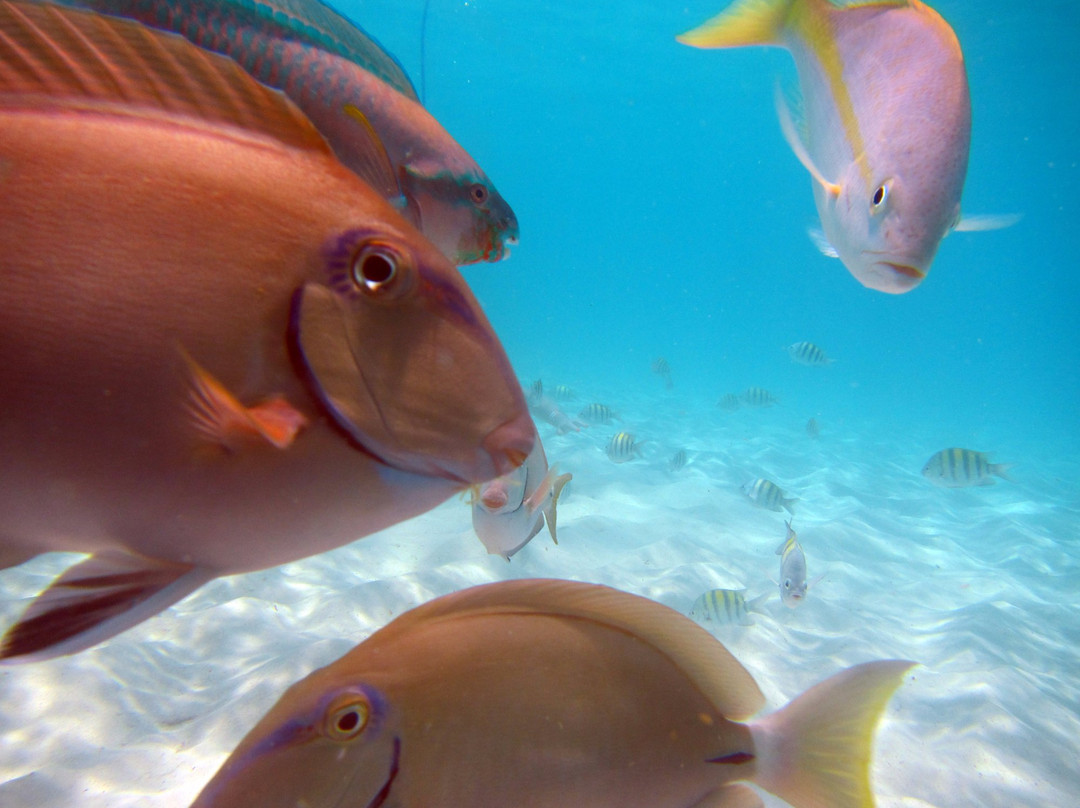 VI SNUBA Excursions-Smith Bay必去景点