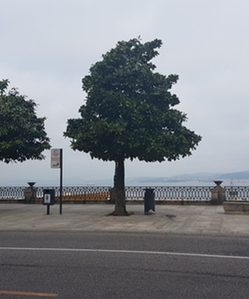 Paseo de Alfonso XII景点门票图片