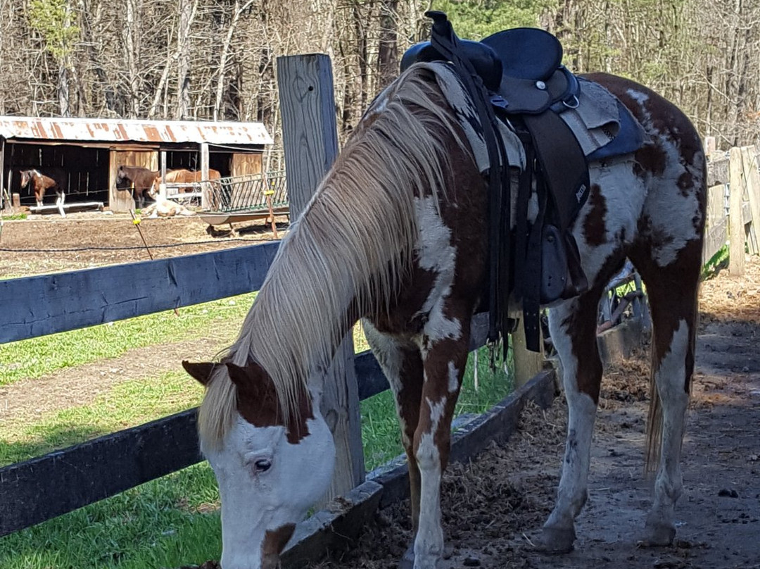 Bobby's Ranch-韦斯特福德必去景点