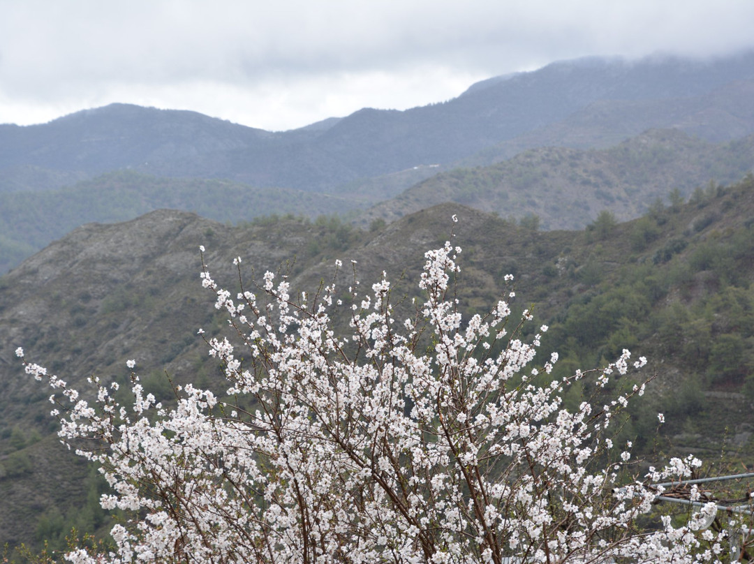 Palaichori旅游攻略图片