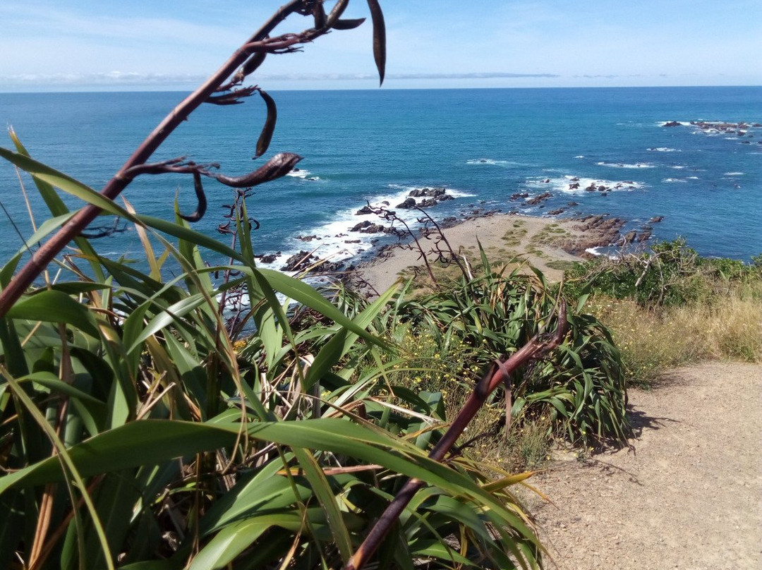 Tarakena Bay-惠灵顿必去景点