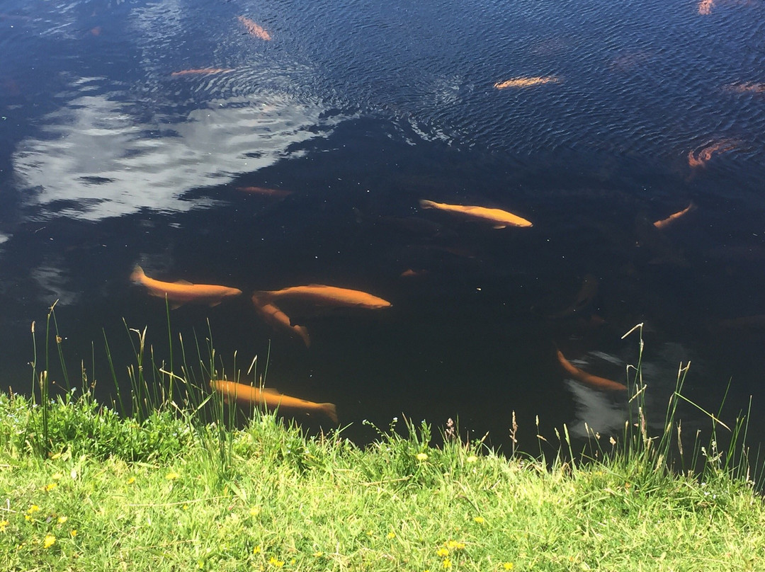 Mountain Stream Fishery-Targa必去景点