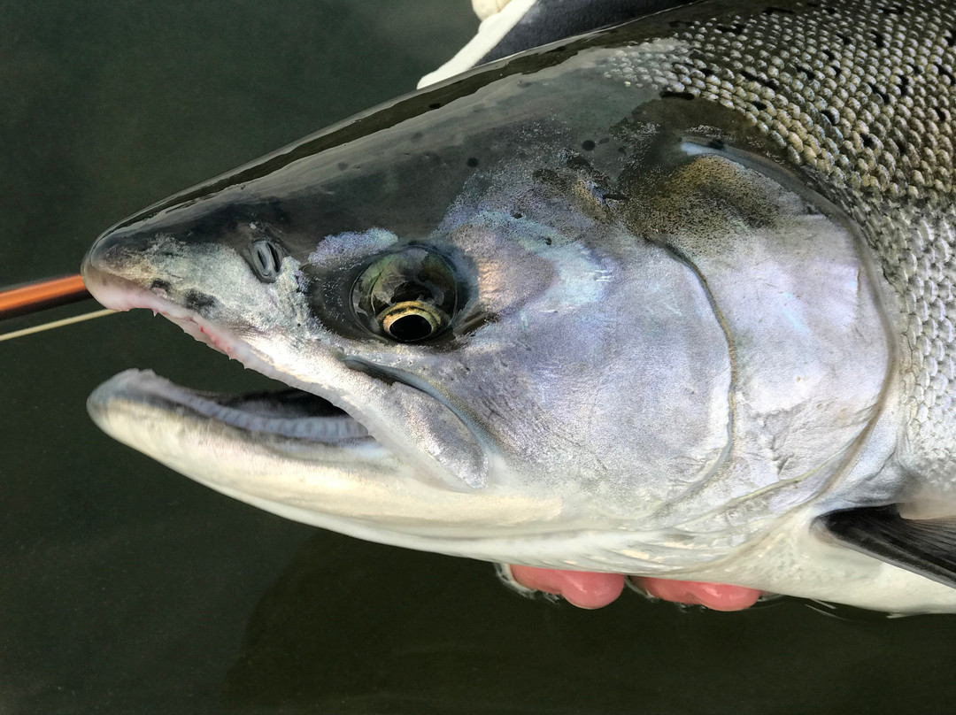 Cascade Fishing Adventures-奇利瓦克必去景点