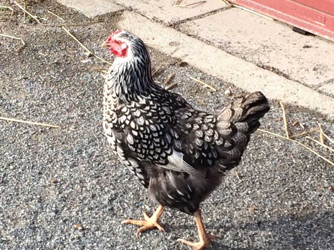 Tendercrop Farm At The Red Barn-Dover必去景点