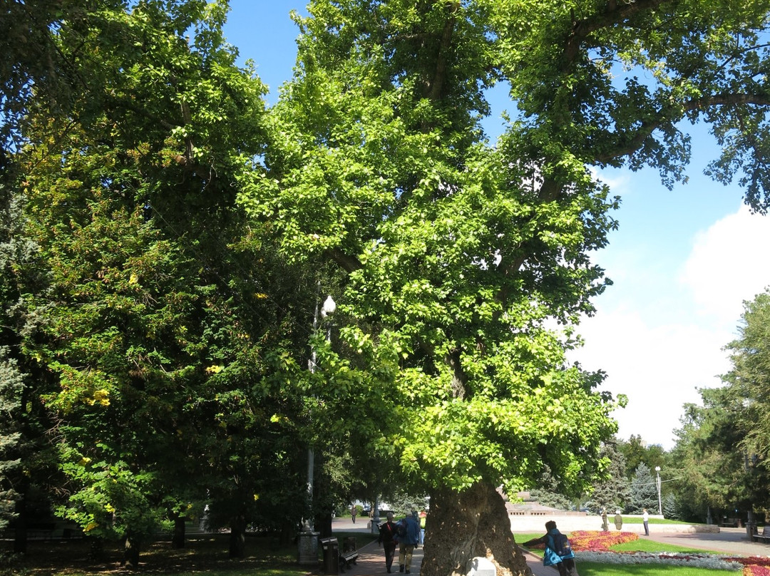 Poplar on the Square of Fallen Fighters-伏尔加格勒必去景点