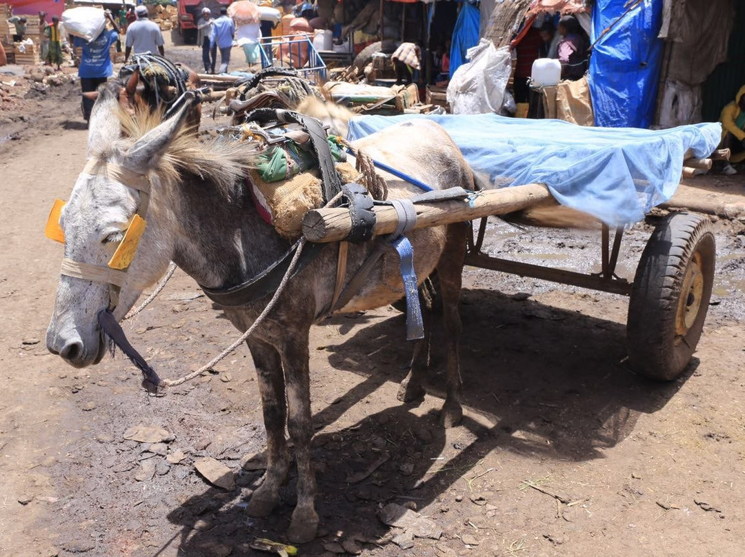 BD Backpacker Tours Ethiopia景点图片