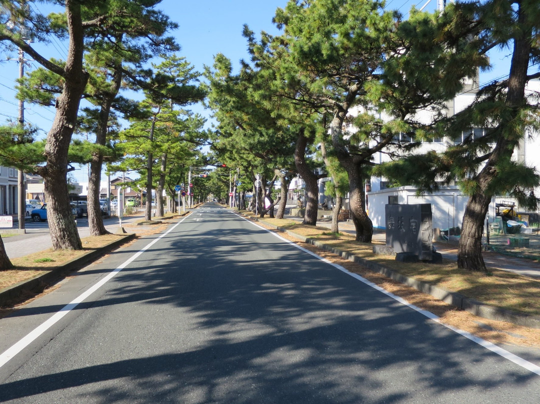Row of Pine Trees in Kyutokaido景点图片