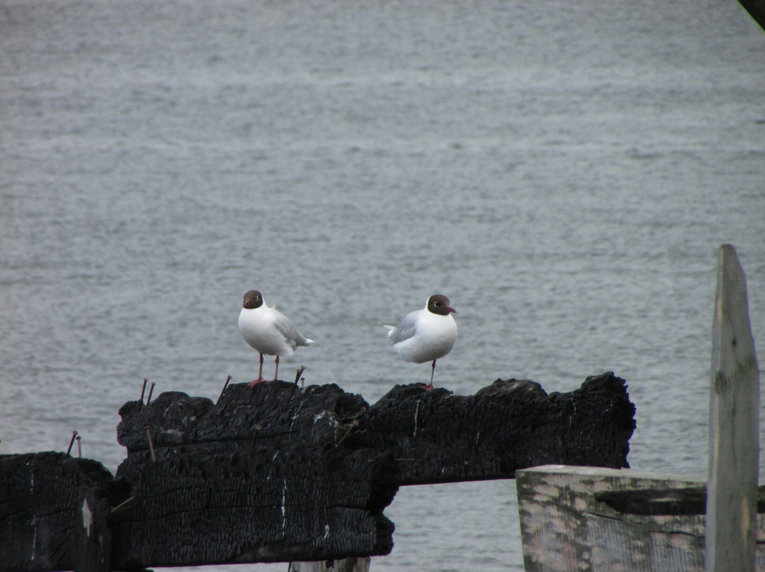 Mercado Artesanal Los Palafitos-Castro必去景点