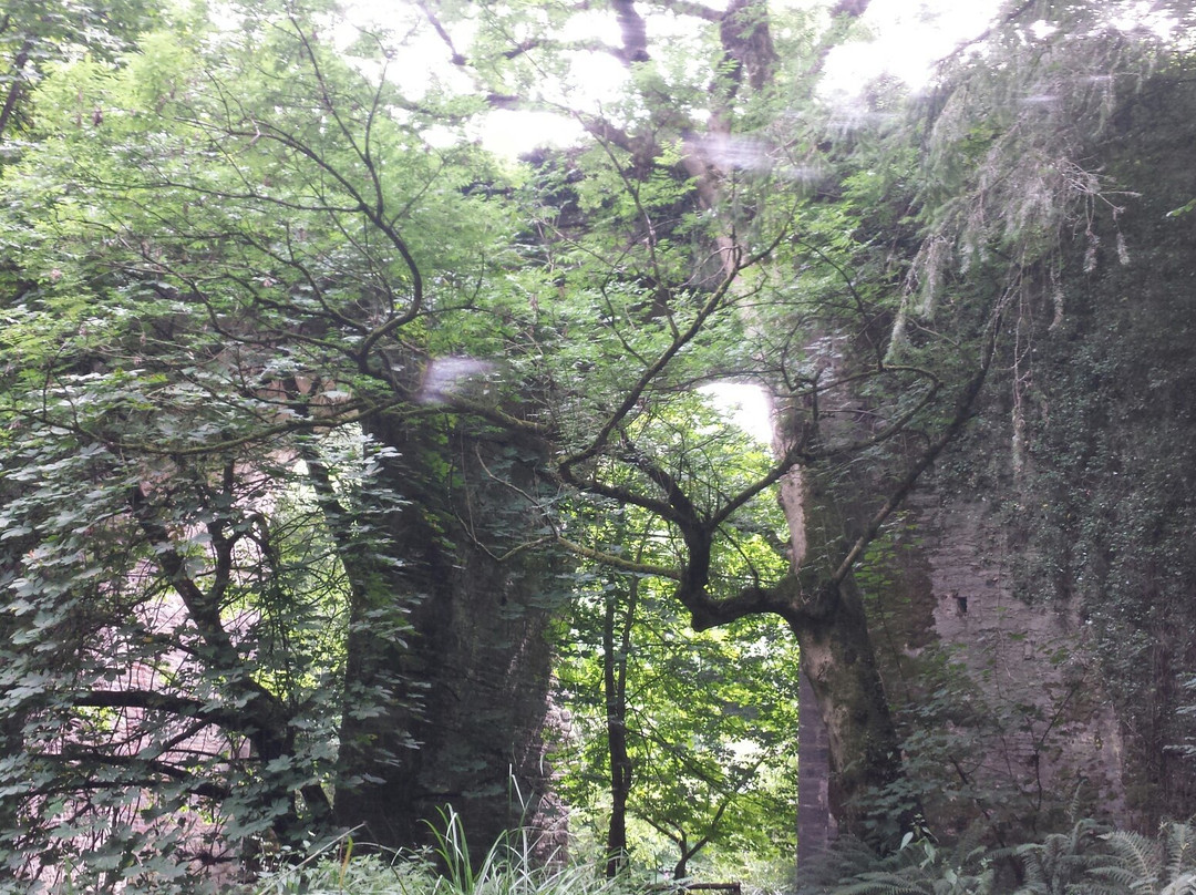 Courtown Woods-Gorey必去景点