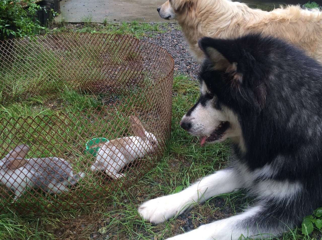 在双桥山居度假旅舍主图