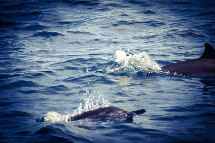Whale Watching Safari-乌纳瓦图纳必去景点