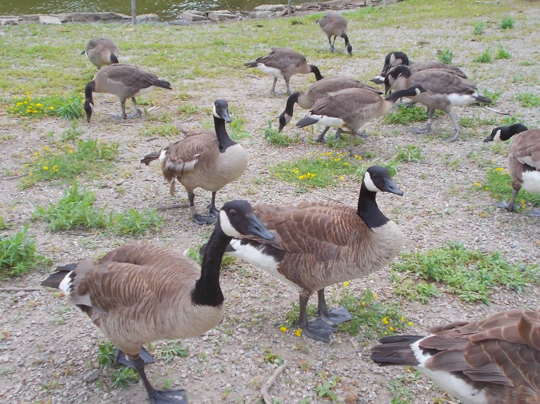 Jack Miner Bird Sanctuary-Kingsville必去景点