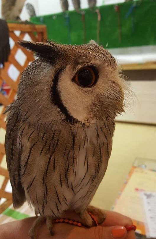 Fukuro no Mise-Tsukishima必去景点