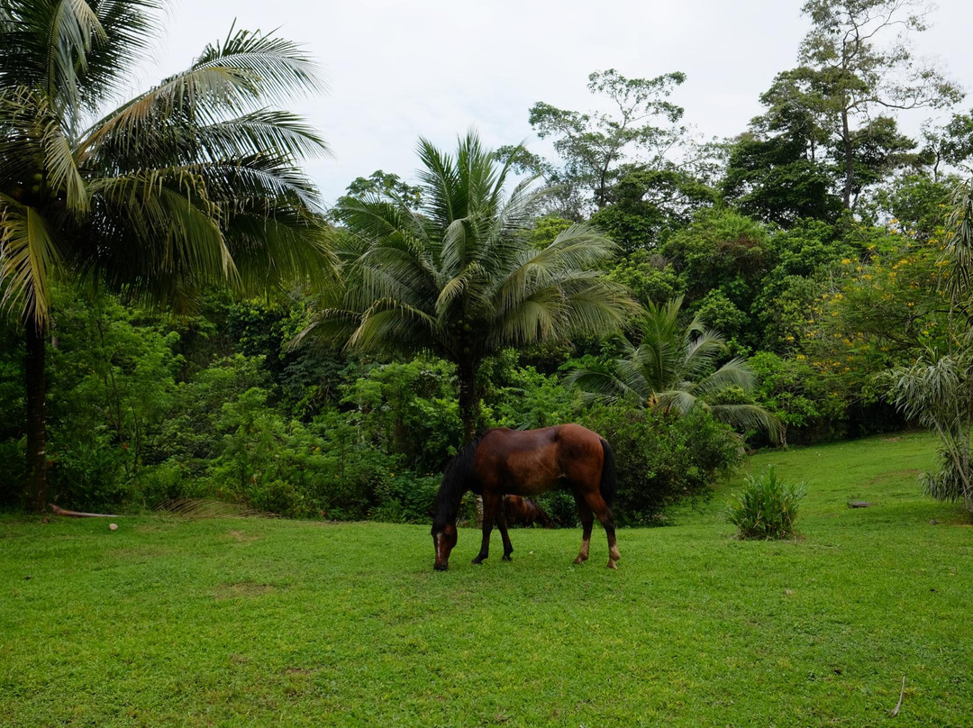 Panama Horseback Adventures景点图片