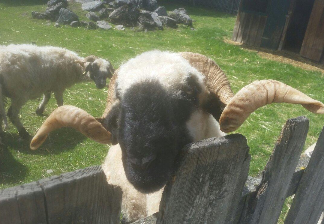Village of Animals-Abersee必去景点