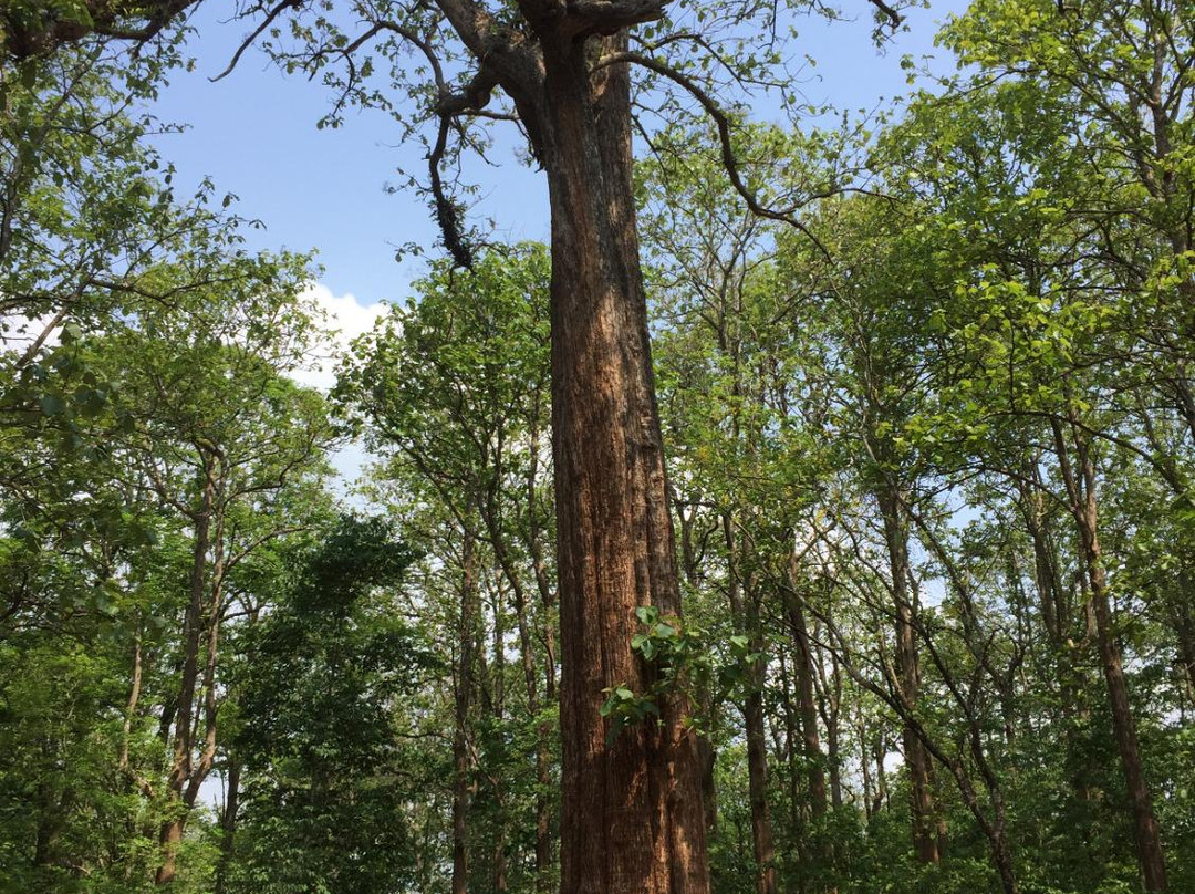 Kannimara Teak-Palakkad必去景点