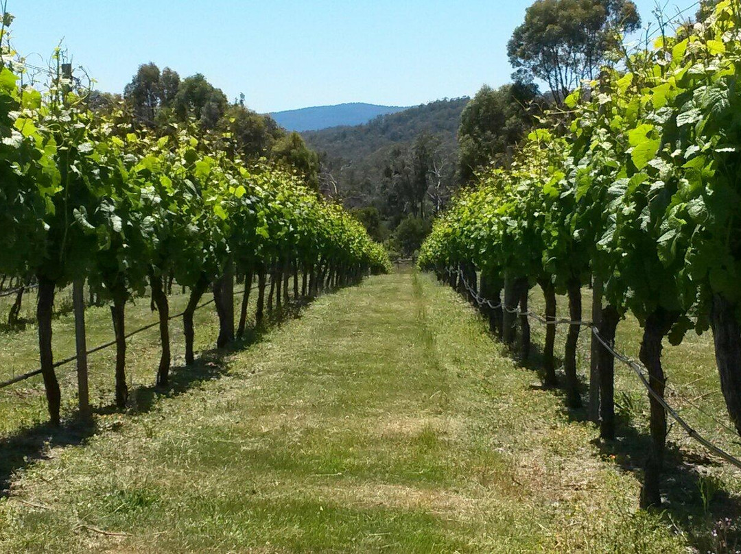 Sidmouth旅游景点-Winter Brook Vineyard