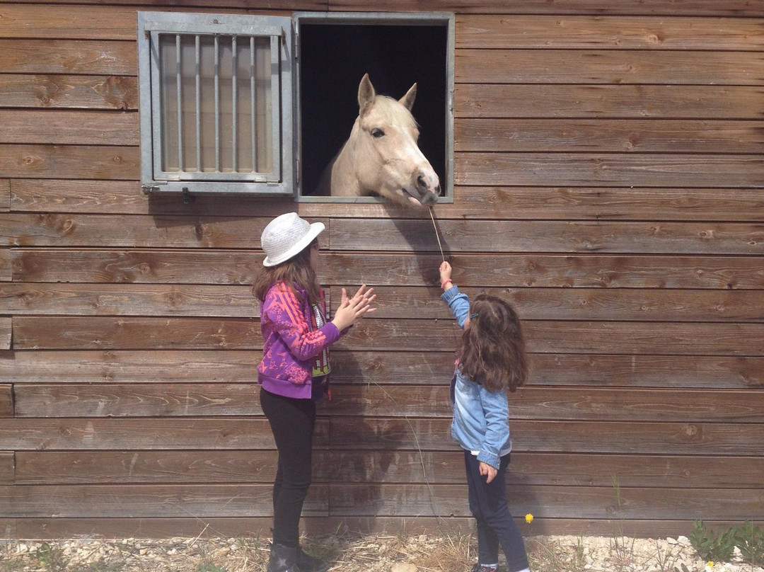 Pódio D'Aventura Equestrian Center景点图片