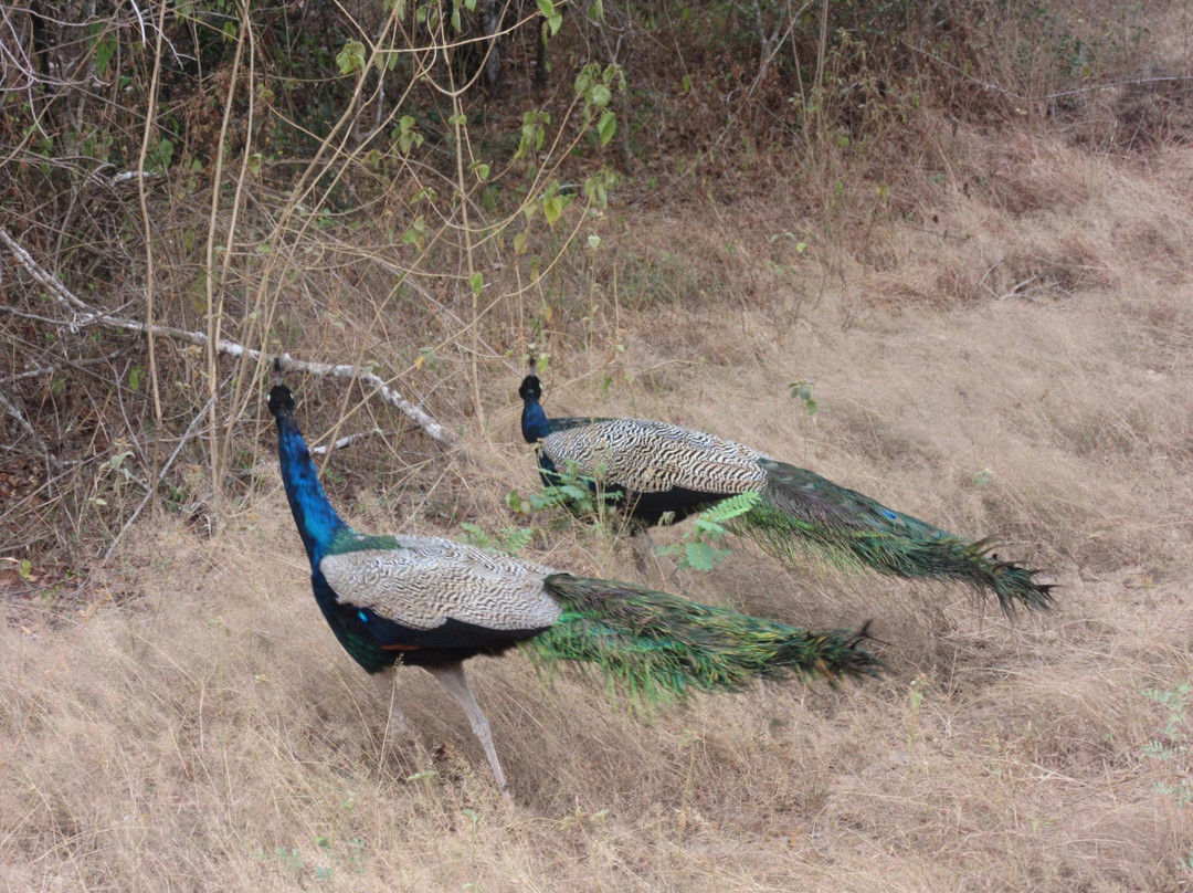 Okanda Devalaya-雅拉国家公园必去景点