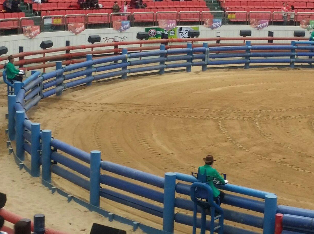 Cheongdo Bullfighting Stadium-清道郡必去景点