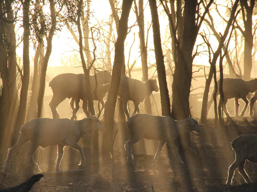 Longreach Explore Centre (Visitor Information)-Longreach必去景点