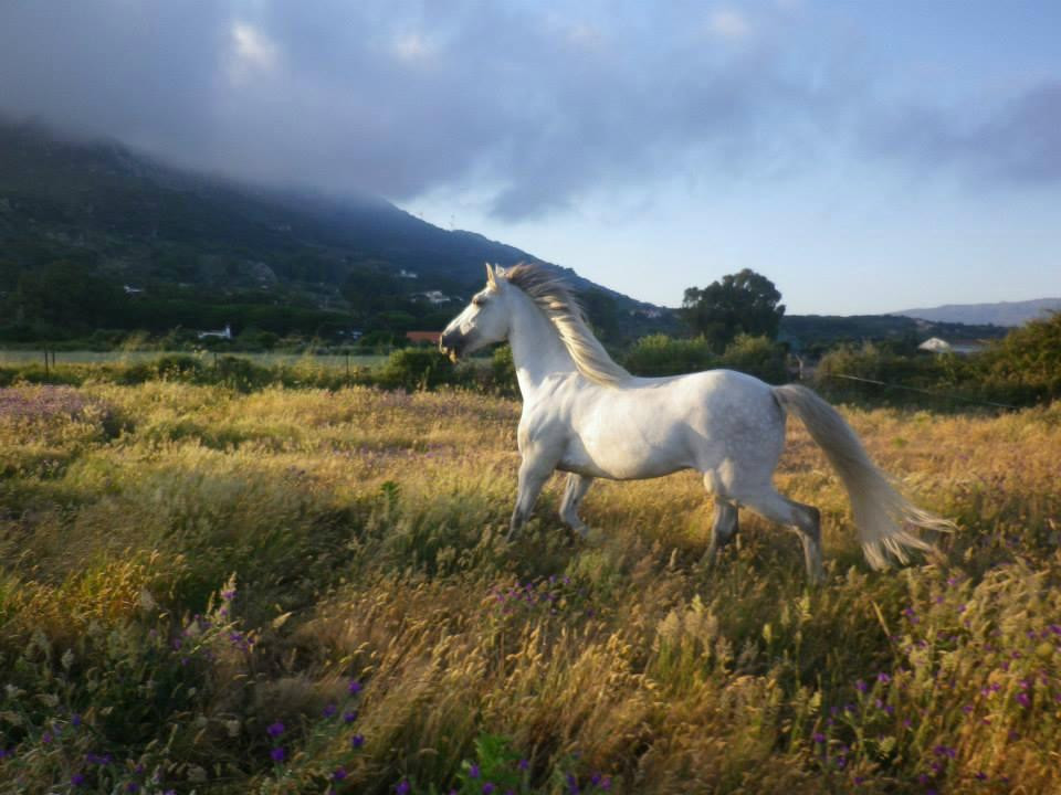 Hurricane Hipica - Day Tours-塔里法必去景点
