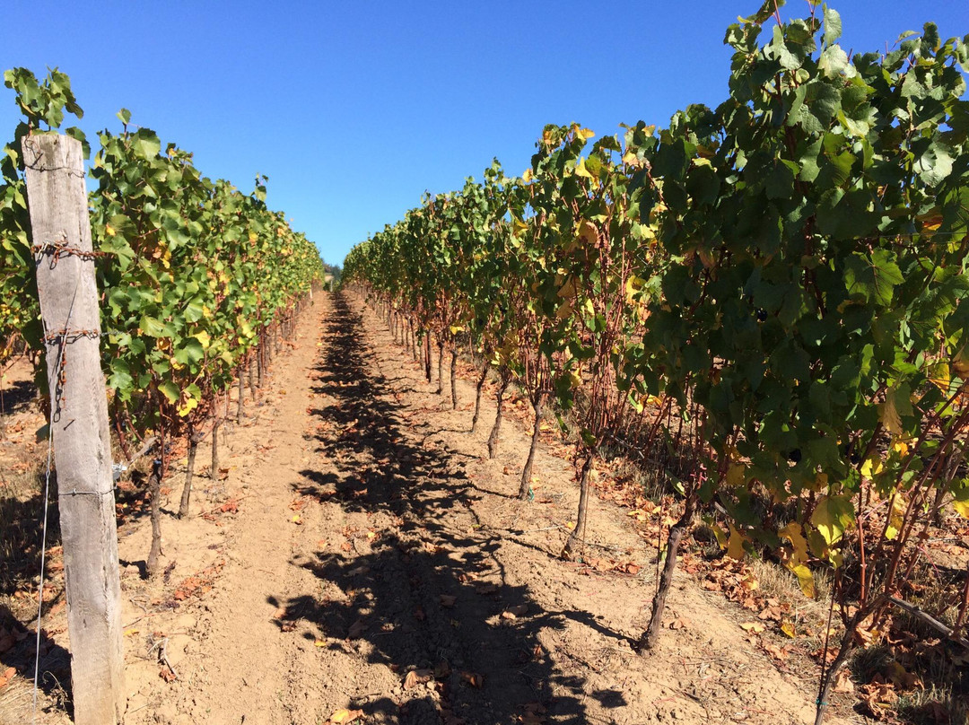 Solena Estate-Yamhill必去景点