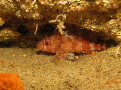 Dive Club Cipreia-塞新布拉必去景点