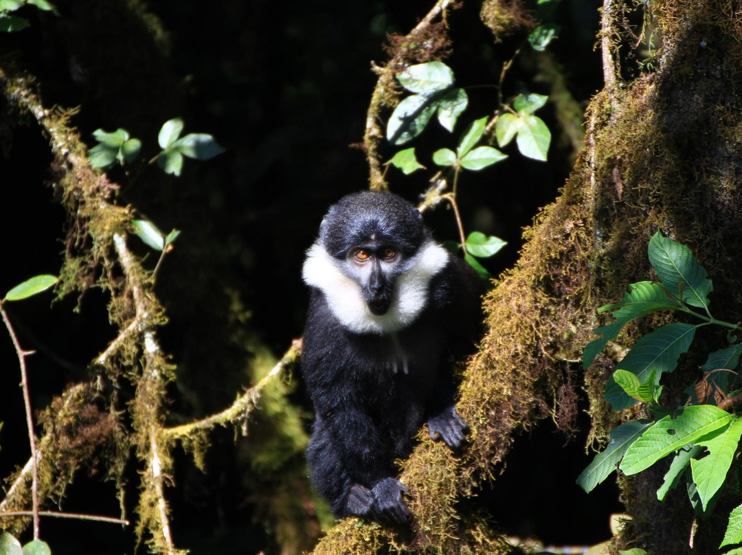 Umubano Tours - Day Tours-Ruhengeri必去景点