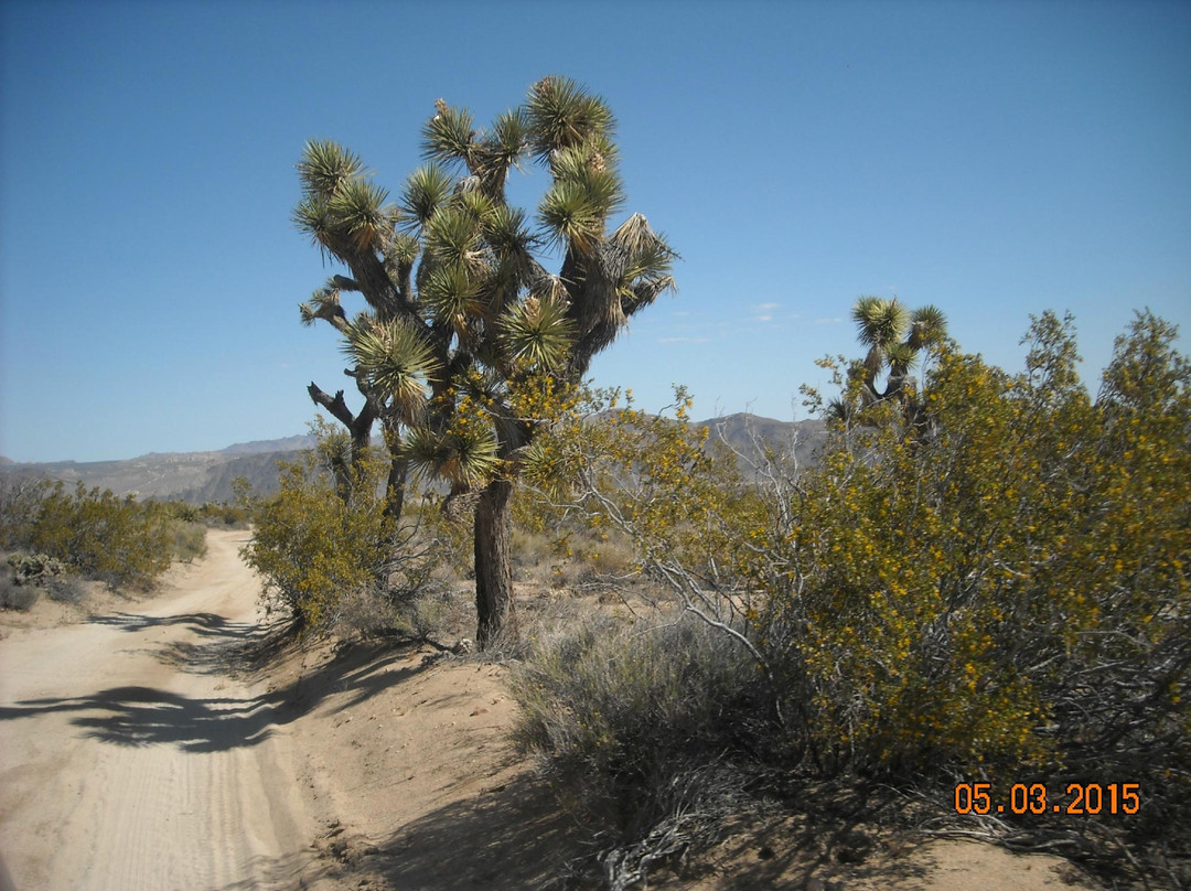 Geology Tour Road-约书亚树国家公园必去景点